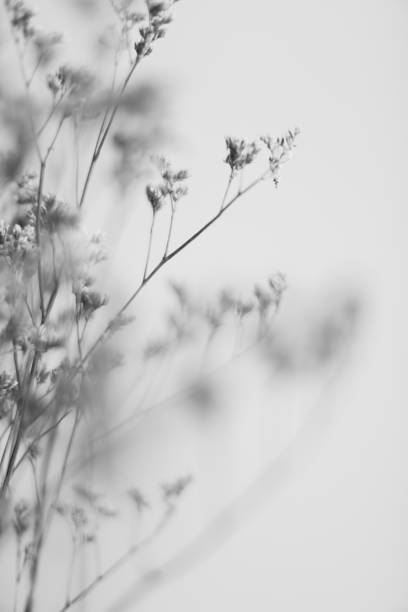 Branches of dried flowers and buds close-up