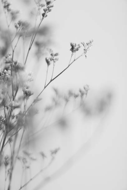 Branches of dried flowers and buds close-up Branches of dried flowers and buds close-up autumn copy space rural scene curing stock pictures, royalty-free photos & images