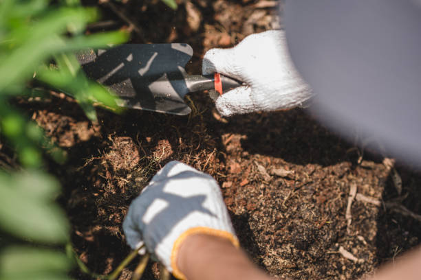 istock An Asian male shoveling in the backyard by using a planting spoon. 1384152380
