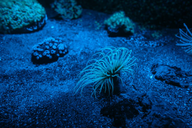 istock Sea anemone on a coral reef 1384154023