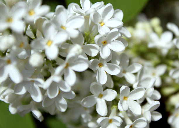 istock Background of white lilac flowers. 1384154256