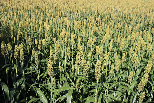 Green unripe Sorghum field  on a sunny day. Sorghum plants growing in the field