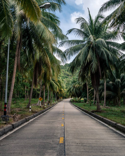 istock Beautiful road through the jungle with palm trees 1384154754