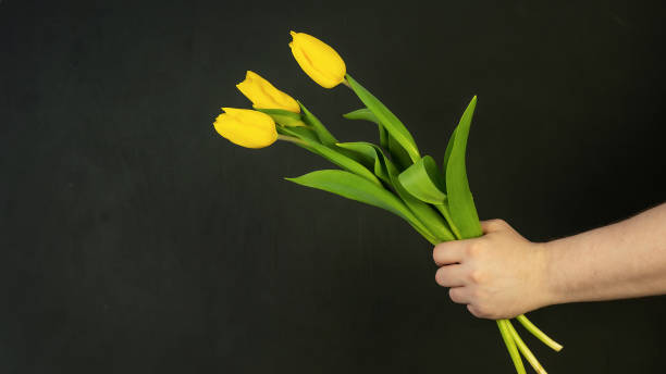 istock A man's hand holds tulips on a black background. 1384155344