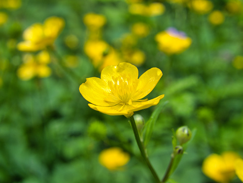The familiar and widespread buttercup of gardens throughout Northern Europe (and introduced elsewhere) is the creeping buttercup Ranunculus repens, which has extremely tough and tenacious roots. Two other species are also widespread, the bulbous buttercup Ranunculus bulbosus and the much taller meadow buttercup Ranunculus acris. In ornamental gardens, all three are often regarded as weeds.