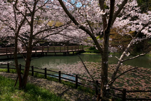 istock Cherry blossoms around the park pond 1384159620