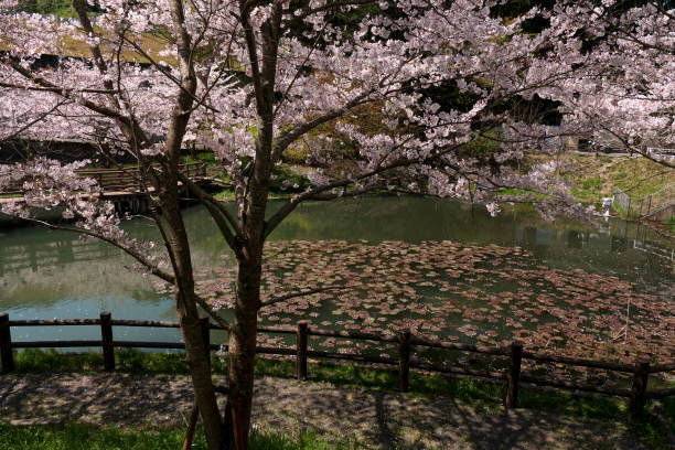 istock Cherry blossoms around the park pond 1384159626