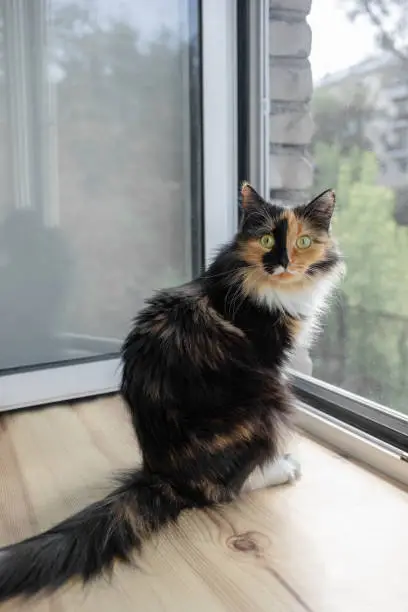 Photo of Three-color orange-black-and-white cat is sitting near open window and looking at camera.