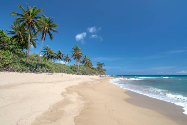 Tropical beach with palm trees and crystal clear water at Perla Marina beach, Cabarete, Dominican Republic Perla Marina beach, cabarete, Dominican Republic beaches stock pictures, royalty-free photos & images