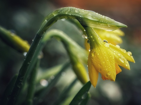 Dew covered miniature Daffodils on a spring morning