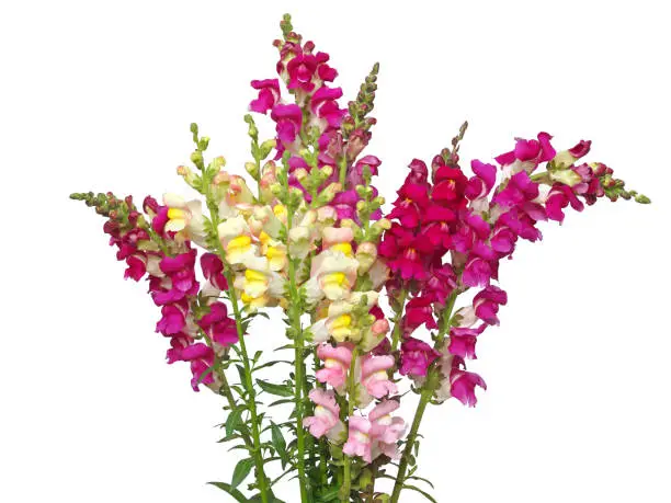 Colorful snapdragon flower bouquet isolated on white, floral card