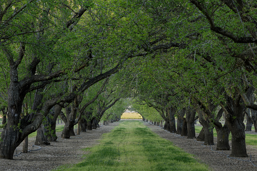 Fruit Orchard trees form tree tunnel. Winters, Yolo County, California, USA.