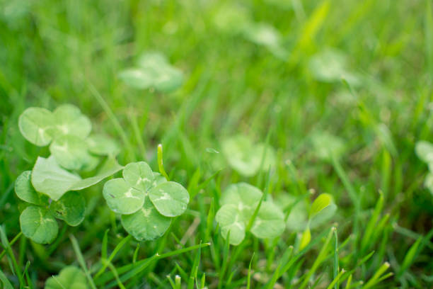 istock green clover leaves blured background with some parts in focus 1384189921
