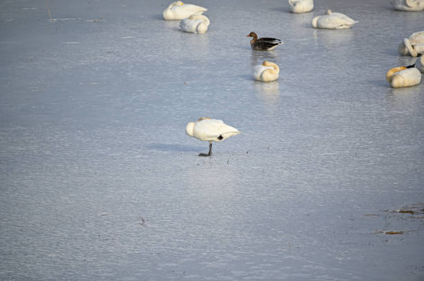 bird watching at Tysslingen Sweden with Whooper Swans march 7 2022