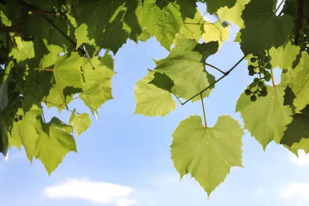 green leaves and new unripe grapes against the blue sky