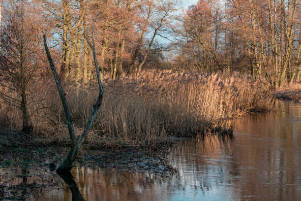 istock Early spring on a small river in central Poland. 1384194408