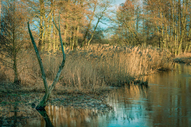istock Early spring on a small river in central Poland. 1384194415