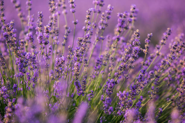 istock Beautiful lavender field at sunrise. Purple flower background 1384201018
