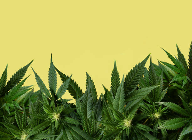 yellow background with marijuana plant stock photo