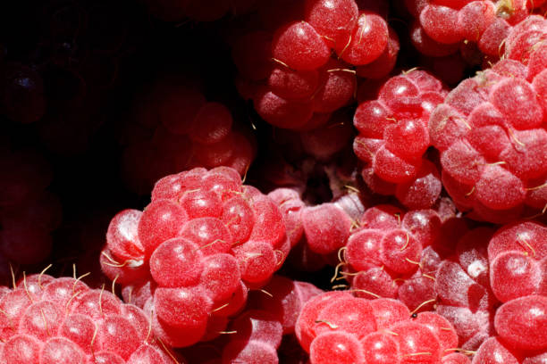 istock Industrial cultivation of raspberry plant. Ripe red fruits raspberry macro close up. Raspberry fruit background. Natural growing of berries on farm. Eco healthy organic food concept 1384208030