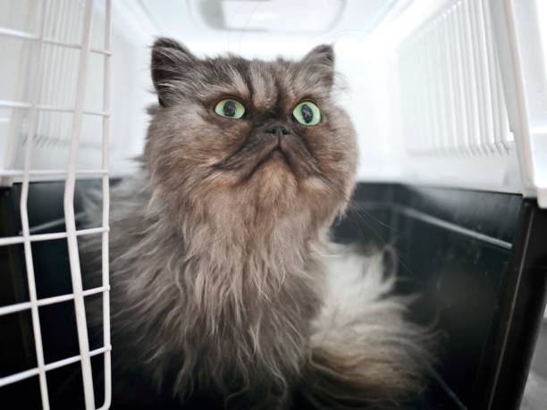 gros plan d’un chat persan dans une cage se prélassant curieux à l’extérieur. - isolated remote plaid nobody photos et images de collection