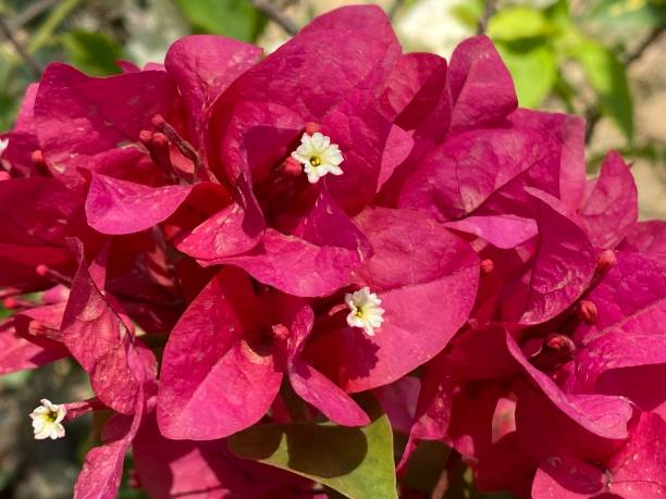 istock Bougainvillea × buttiana 1384217693