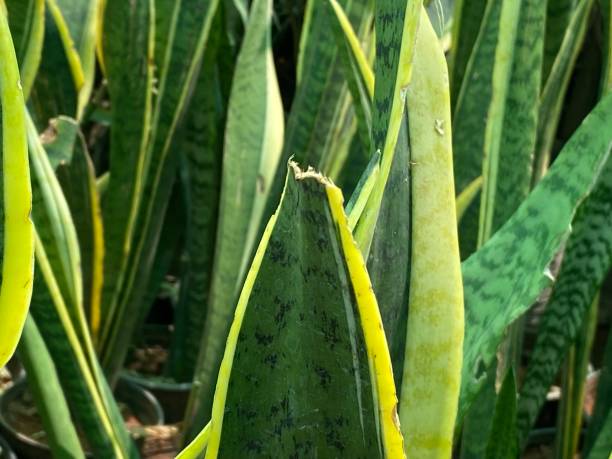 istock Dracaena trifasciata 1384217761