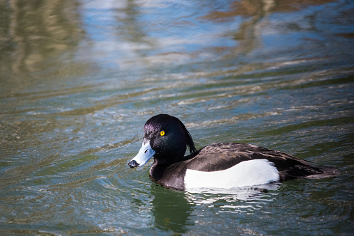 Male Tufted Duck swimming in the pond
