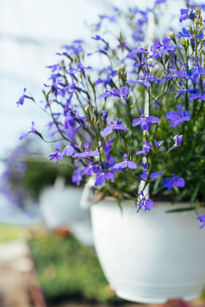 istock Gardening indoors 1384218752