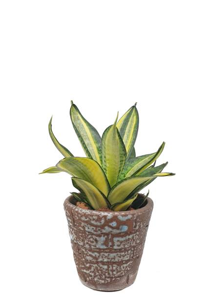 istock Sansevieria in clay pot isolated on white background. 1384224393