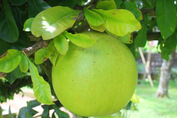 istock maja fruit or scientific name Aegle marmelos 1384224606