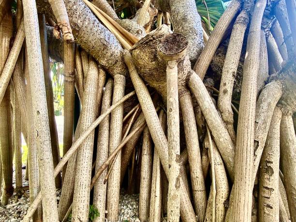 Tree stumps