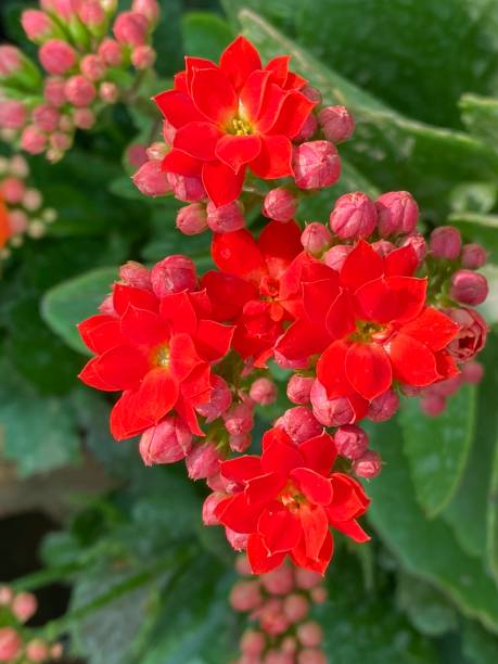 istock Florist Kalanchoe 1384230629