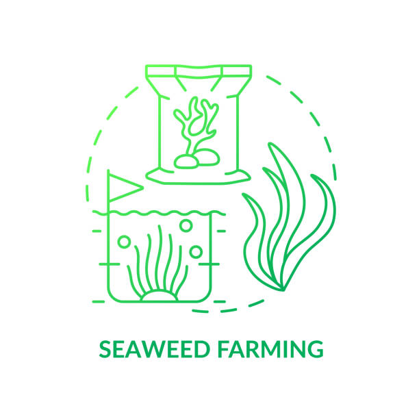 Seaweed farming green gradient concept icon Seaweed farming green gradient concept icon. Nutritious food production. Agricultural trends abstract idea thin line illustration. Isolated outline drawing. Myriad Pro-Bold font used seaweed farming stock illustrations