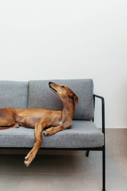 istock Brown dog lying on a couch indoors at home 1384233299