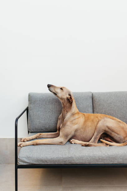 Whippet beim RennenWhippet running