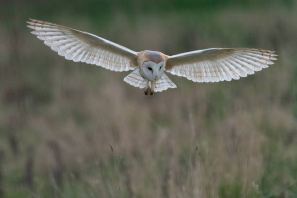 płomykówka (tyto alba) w locie - nocturnal animal zdjęcia i obrazy z banku zdjęć