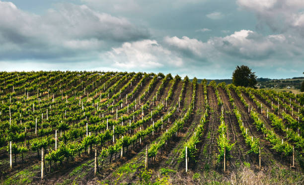 istock Landscape of vineyard, nature background. 1384237163