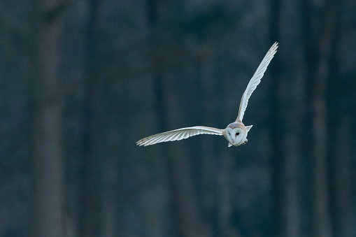 Western barn owl flying in the evening in front of a forest, North Norfolk, UK