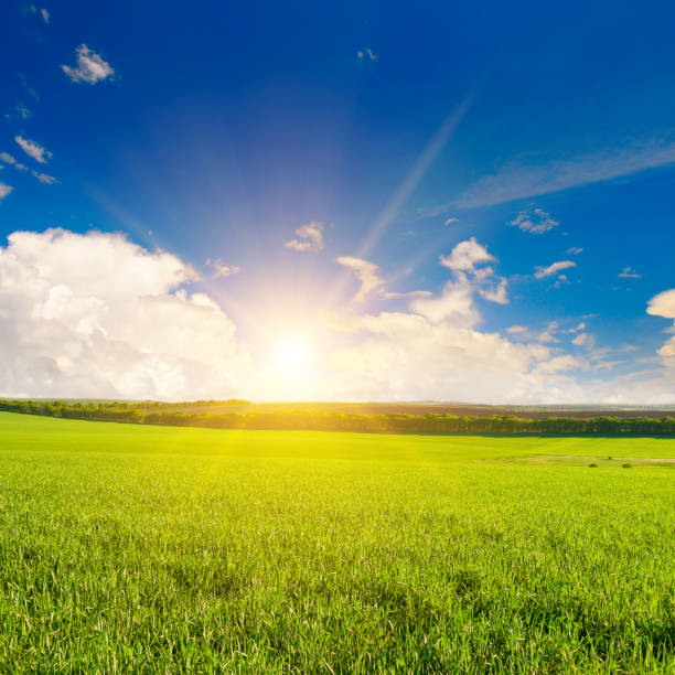 istock Green field and bright sunrise over the horizon. 1384239359