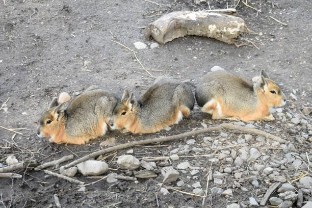 An adult Common Degu (Octodon degus), an endemic mammal of central Chile, climbs among mountain rocks, in the Andes foothills of central Chile, during the South American springtime