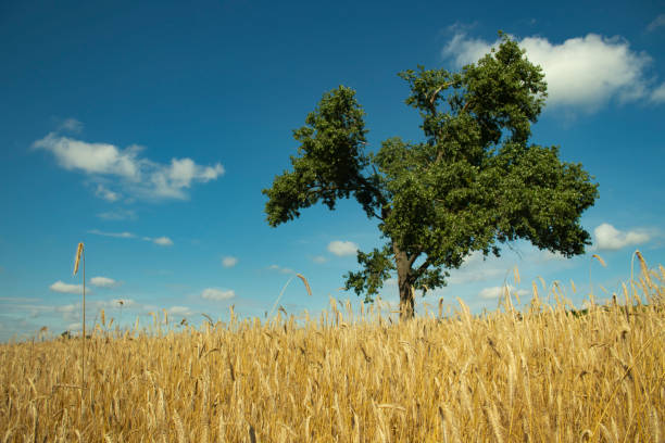 panorama field with wheat and one lonely green tree. magnificent landscape. blue sky and golden rye. freedom. peace.