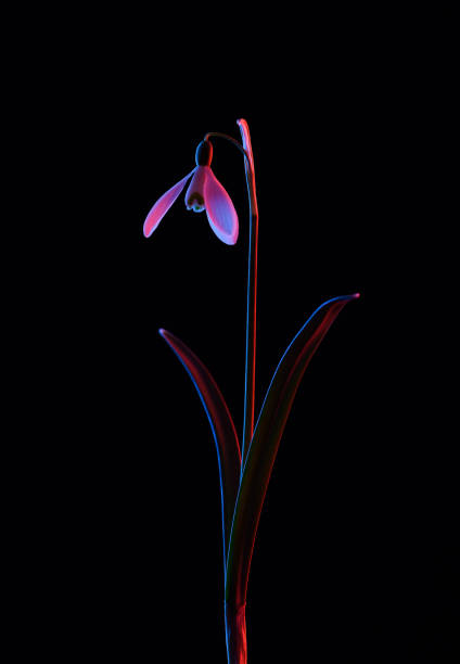 istock Blooming snowdrop in pink and blue neon light isolated on black 1384244217