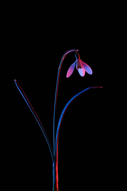 istock Spring snowdrop in pink and blue neon light isolated on black 1384244763