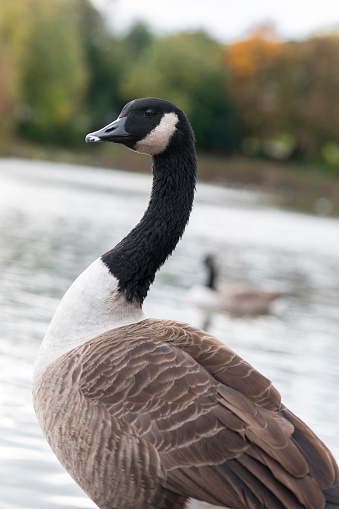 A selective focus of a beautiful majestic goose in a public park in Newcastle upon Tyne in The North East of England
