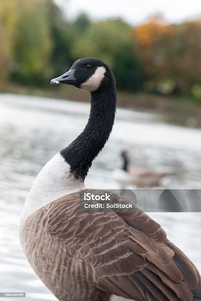 Beautiful Park Goose A selective focus of a beautiful majestic goose in a public park in Newcastle upon Tyne in The North East of England Goose - Bird Stock Photo