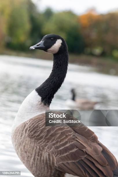 Beautiful Park Goose Stock Photo - Download Image Now - Goose - Bird, Close-up, Animal