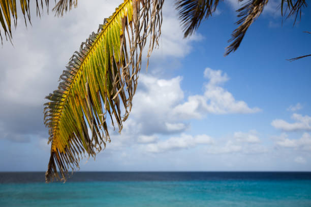 View to the sea through palm leaves