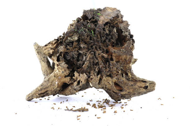 istock The dead termite nest and the dead tree 1384246232