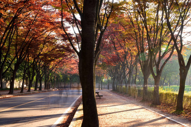 Incheon Grand Park Road Morning VD702